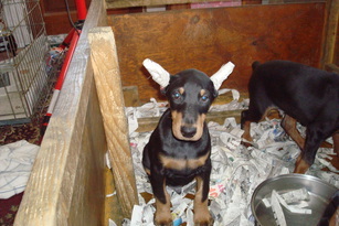 AVO doberman vwd clear puppies from cardio free parents