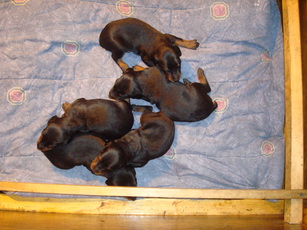 AVO doberman pups raised in the home with socialization 24/7,available pups, ny,ma,vt,nh,ohio