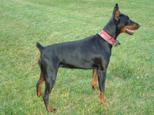 dobermans bred for health and stable temperament